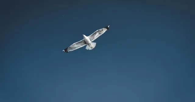 Negative Space in Photography: Examples and Techniques