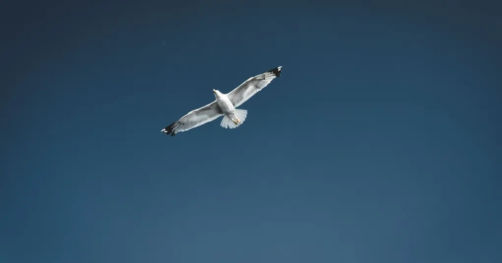 Header Image for Negative Space in Photography: Examples and Techniques