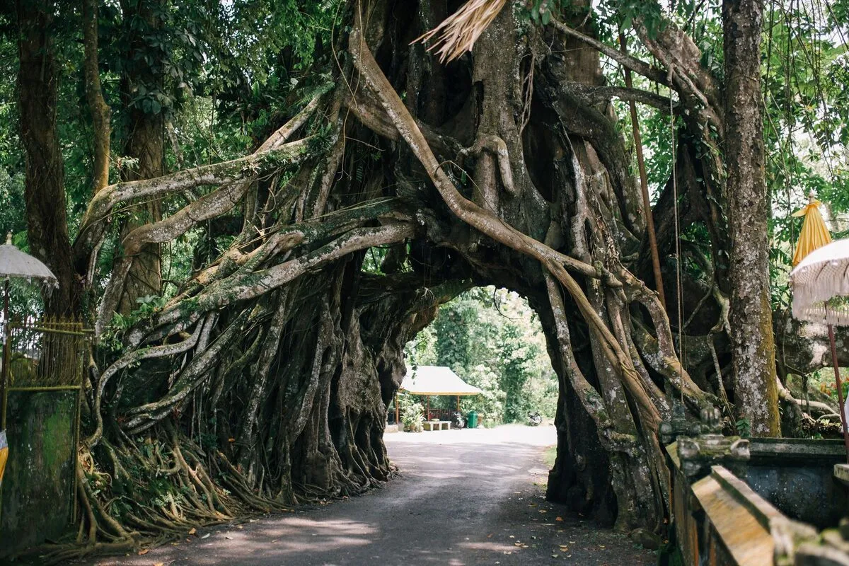 Road passing beneath a natural arch formed by the aerial roots of a large banyan tree