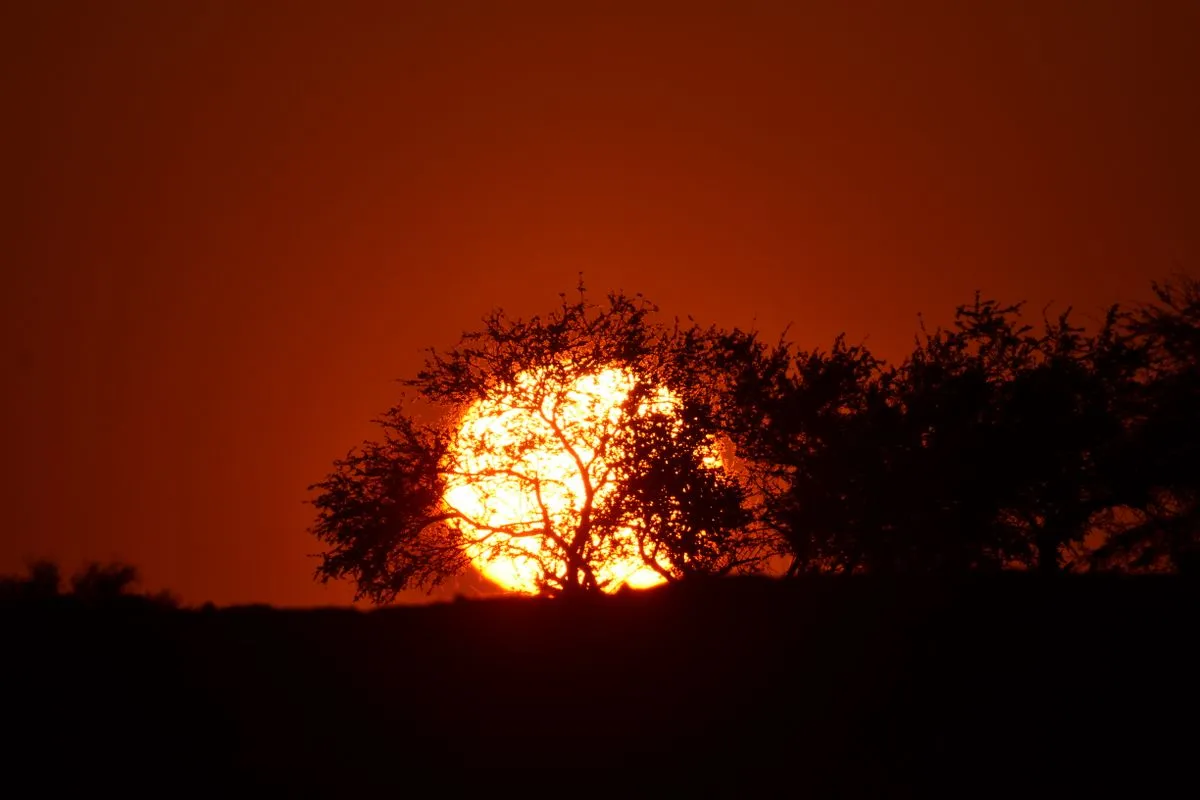 The setting sun framed by the silhouette of a tree against a deep orange sky