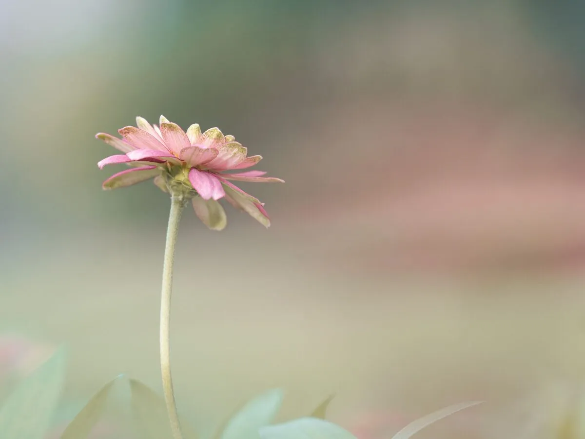 Single pale pink daisy sharp against a fully defocused wash of green and dusty pink